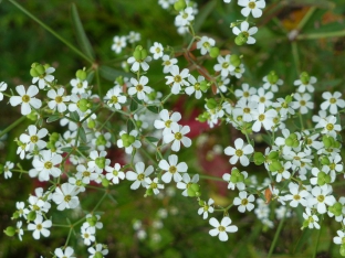 Euphorbia corollata