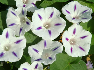 Ipomoea 'Milky Way'