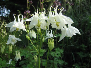 Aquilegia vulgaris 'Alba'