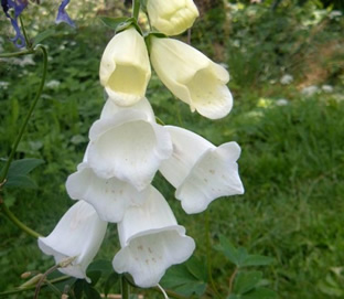 Digitalis purpurea 'Alba'