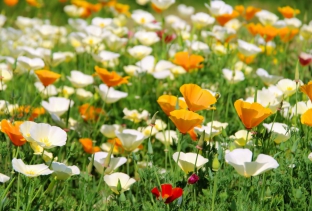 Eschscholzia californica 'Ivory Castle'