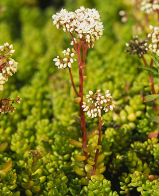 Sedum album (heimische Wildform)