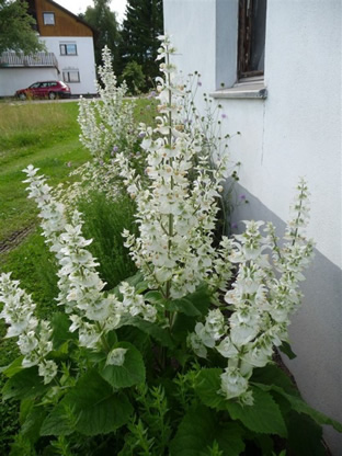 Salvia sclarea var. alba
