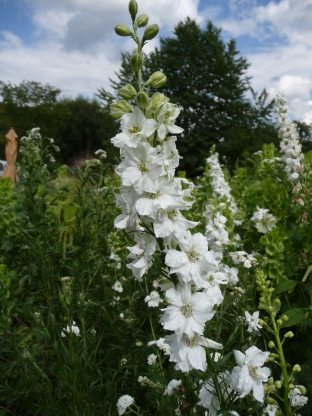 Delphinium belladonna 'Casa Blanca'