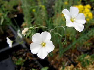 Linum perenne 'Album'