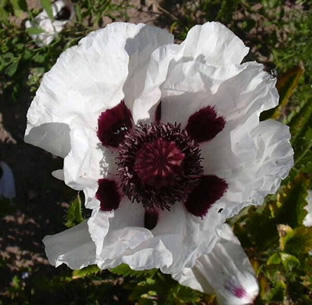 Papaver orientale 'Royal Wedding'