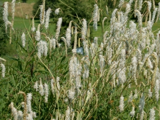 Sanguisorba tenuifolia 'Alba'