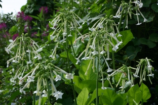 Nicotiana sylvestris