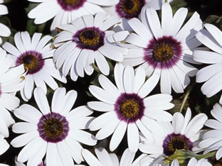 Dimorphotheca pluvialis 'Polar Star'