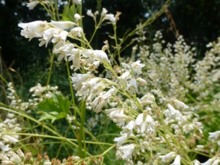 Heuchera sanguinea 'White Cloud'