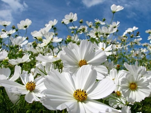 Cosmos bipinnatus 'Gazebo White'