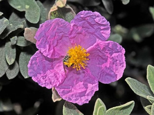 Cistus albidus