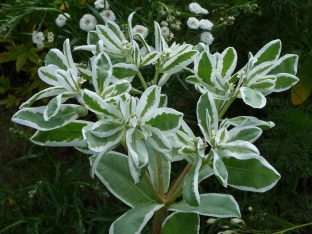 Euphorbia marginata 'Early Snow'