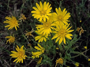 Tragopogon pratensis