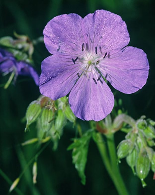 Geranium pratense