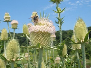 Dipsacus fullonum