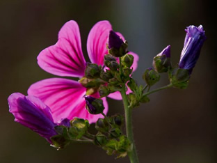 Malva sylvestris
