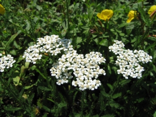 Achillea millefolium