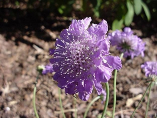 Scabiosa columbaria