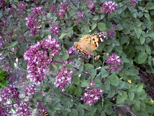 Origanum vulgare