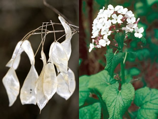 Lunaria rediviva