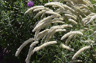 Melica ciliata