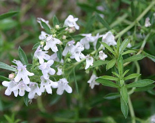 Satureja montana