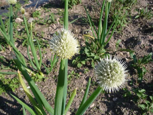 Allium fistulosum