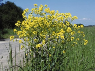 Barbarea vulgaris