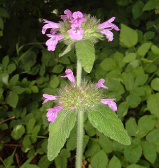 Clinopodium vulgare