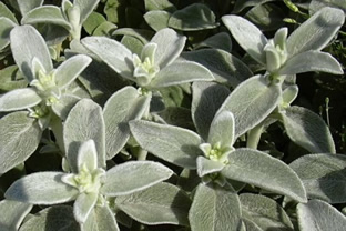 Stachys byzantina