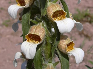 Digitalis lanata