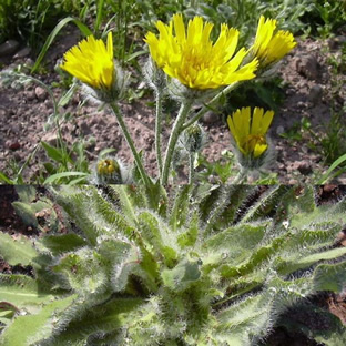 Hieracium villosum