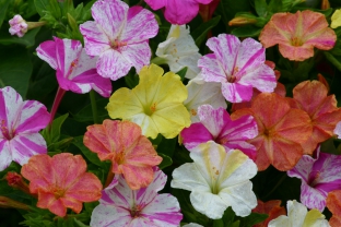 Mirabilis jalapa 'Marbles Mix'