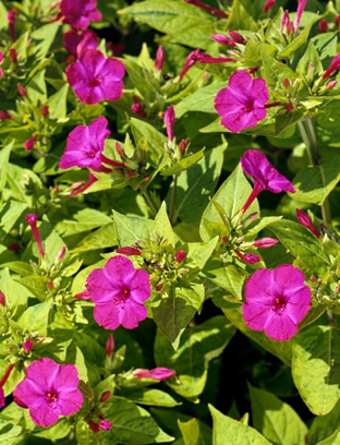 Mirabilis jalapa 'Limelight'