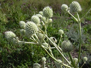 Eryngium yuccifolium