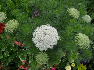 Ammi visnaga