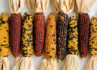 Zea mays 'Red Berries'