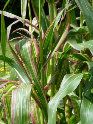 Zea mays 'Japonica'