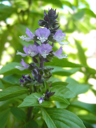 Ocimum basilicum 'Cinamonette'