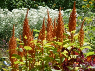 Amaranthus cruentus 'Hot Biscuits'