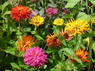 Zinnia elegans 'Kaktus Mix'