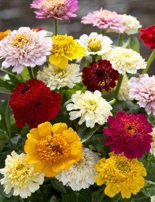 Zinnia elegans 'Cresto Mischung'