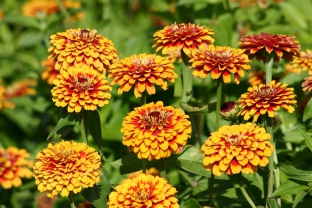 Zinnia elegans 'Macarenia'