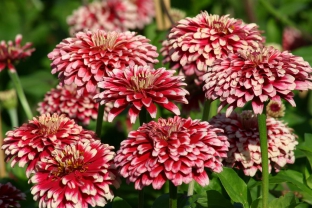 Zinnia elegans 'Mazurkia'