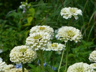 Zinnia elegans 'Polar Bear'