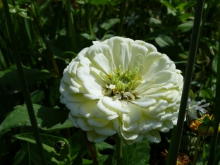 Zinnia elegans 'Polar Bear'