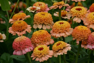 Zinnia elegans 'Zinderella Peach'