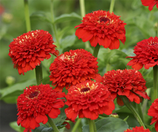 Zinnia elegans 'Zinderella Red'