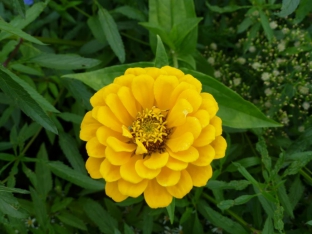 Zinnia elegans 'Canary Bird'